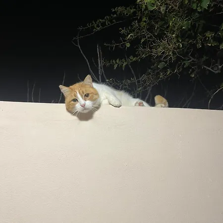 Nektarios Διαμέρισμα Μικρή Βίγλα