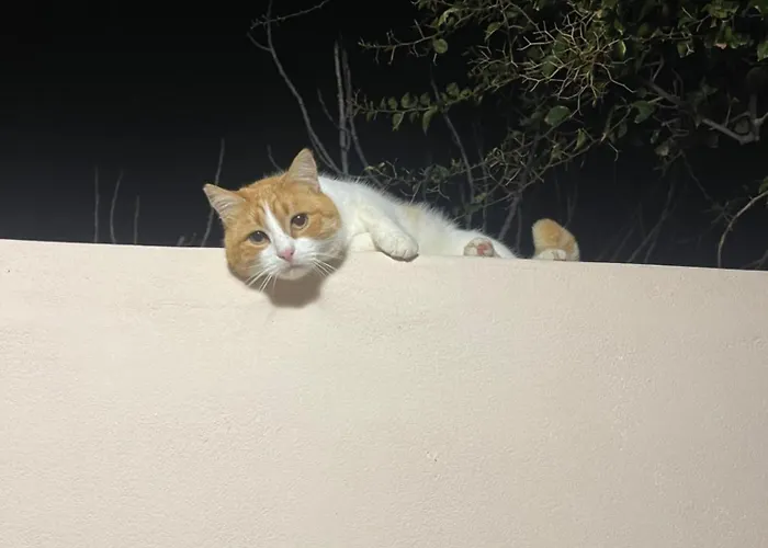 Nektarios 公寓 米科利维亚